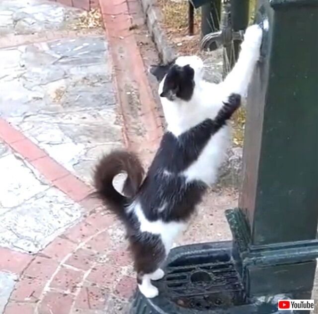 catasksfordrink3_640