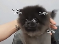 このワンコ、ノリノリである。ヘアカットが大好き犬、ハサミの音に合わせてリズミカルに体をフリフリ