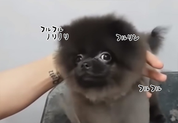 このワンコ、ノリノリである。ヘアカットが大好き犬、ハサミの音に合わせてリズミカルに体をフリフリ
