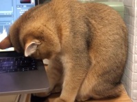 がんばってるな、私も付き合おう。夜遅く仕事をしていたら猫が寝落ちした件