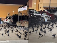 まさかの鳥だかり。駐車場で鳥の大群が結集、ヒッチコック映画を彷彿とさせる