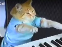 人間顔負けのどや顔で演奏する猫