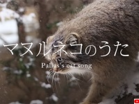 4月23日は国際マヌルネコの日。歌って愛でよう「マヌルネコのうた」