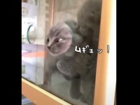 猫の95％は液体でできています。猫の液体説を裏付ける動画
