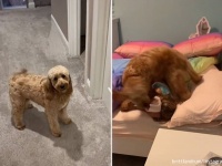 人類最強の目覚まし時計、それは犬