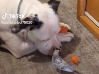 インコに大好物のニンジンを分けてあげるやさしい犬