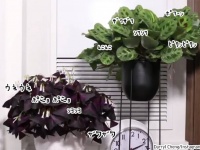 植物の生きてる感が凄い！24時間でどれだけ動いているのかがわかるタイムラプス映像