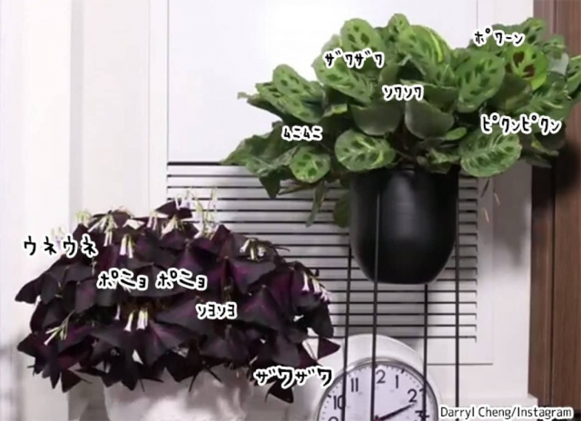 植物の生きてる感が凄い！24時間でどれだけ動いているのかがわかるタイムラプス映像