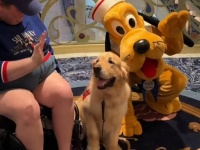 プルートが大好きな介助犬、ディズニーで本物に出会えて大興奮