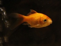 金魚を飲み込んだ動画を公開した男性、無益な苦痛を与えたとして罰金と5年間飼育禁止などを命じられる（イギリス）
