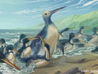 過去最大級の巨大ペンギンの新種の化石が発見される。体重なんと150kg越え