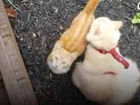 自分以外のすべての猫を嫌っていた愛猫ガーフィールド、1匹の野良子猫と仲良くなる