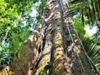アマゾンで、過去の記録を上回る高さ88.5メートルの巨木が発見される（ブラジル）