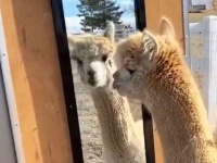 あらやだかわいい。鏡に映った自分を探すアルパカのいる風景