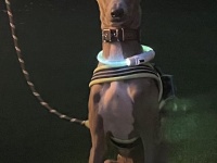 そっちが光るんかい！　愛犬との夜のお散歩風景に10万人爆笑「いかに発光するかが勝負ですよね」