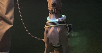 そっちが光るんかい！　愛犬との夜のお散歩風景に10万人爆笑「いかに発光するかが勝負ですよね」