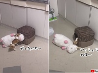 それ絶対ムリなやつ。ぬいぐるみと一緒に寝たかった犬のがんばり