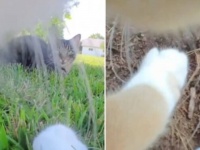 いっしょに散歩しているみたい！愛猫たちの首輪にカメラをつけてみたら、超絶かわいい世界が広がっていた！