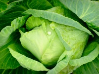 ​野菜の価格が一部値上がり、低温の影響で