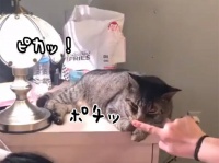 猫の鼻を触るとライトがつくし明るさも調節できる！タッチセンサー機能を搭載した猫