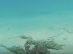 一瞬で切り替える早ワザ。　タコが体色を変えて擬態する瞬間を捉えた映像。