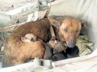 犬の母性は天井しらず。凍える夜に野良犬が抱いていたのは、自身の子犬と人間の赤ちゃんだった