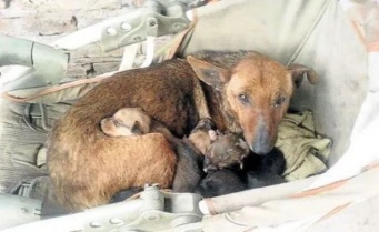 犬の母性は天井しらず。凍える夜に野良犬が抱いていたのは、自身の子犬と人間の赤ちゃんだった