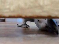 ドアの隙間から覗き込むヨウムに、飼い主さん「トイレくらい落ち着いてさせて！」と、パーソナルスペースを要求する