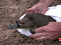 うれしいニュース。地元で絶滅したカモノハシを50年ぶりに再導入