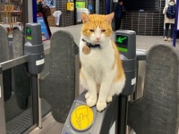 「行ってらっしゃい」「おかえりにゃ」乗客たちの心を癒してくれるイギリスの猫駅員