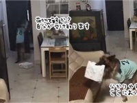 「私が受け取ります」賢いジャーマン・シェパード、飼い主の留守中、配達人から荷物を受け取る
