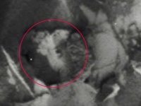 「火星に生命が存在する証拠写真を見つけた」と主張する昆虫学者だがそれって実は...（アメリカ）