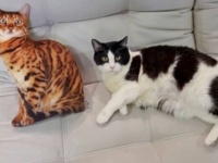 こいつ、リアルすぎるニャ！保護猫プーシクくん、猫型クッションに翻弄される