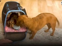 もう寂しくなんかないよ！だって妹ができたもの！引っ越しで遊び相手のいなかった愛犬、妹の登場に明るさを取り戻す