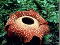 そろそろ最強の植物を決めようぜ、奇怪痛快な１０の植物