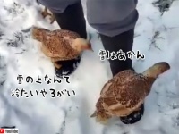 雪は冷たくてあかん。人間の靴の上に乗り移動する方法を覚えたニワトリ