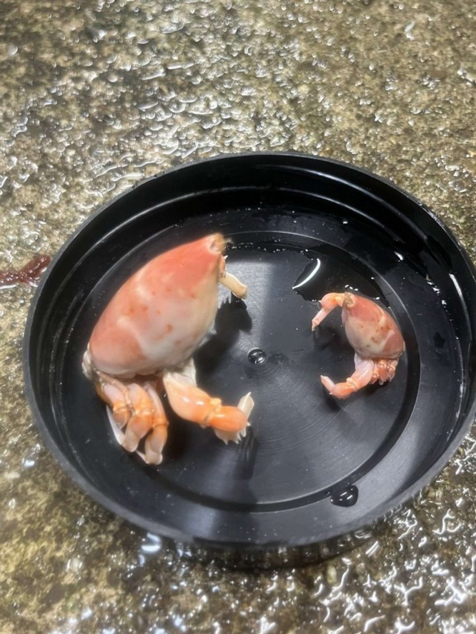 通常サイズ（右）と比べると...