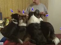 得する犬、損する犬。犬待望のおやつタイム。飼い主が順番におやつを与えるも、あれれ？なんか得してる犬が1匹いるぞ？