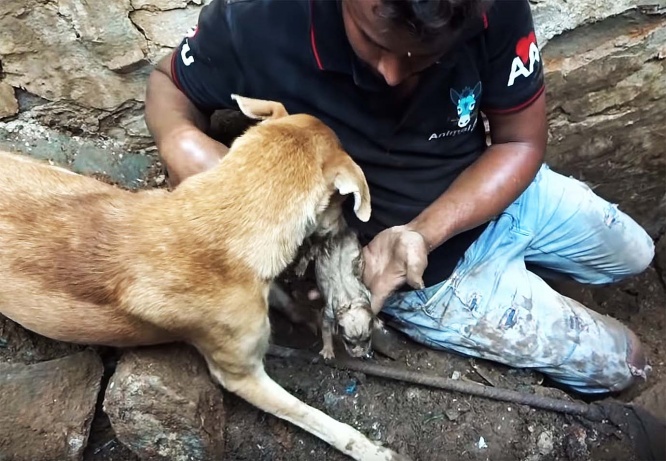 mother-dog-helps-rescuers-puppies3