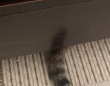 妻が送ってきた〝テーブル下に落ちてたモノ〟に4.2万人驚がく　「もげたのかと」「三度見した」