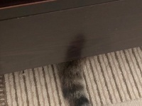 妻が送ってきた〝テーブル下に落ちてたモノ〟に4.2万人驚がく　「もげたのかと」「三度見した」