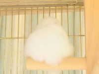 雪だるま？それともわたあめ？　止まり木で眠る、驚異のふわふわ文鳥ちゃん