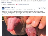 オーストラリアで人間の舌そっくりの生き物を発見！