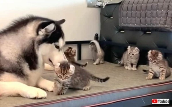 littlekitty5_640