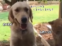 くるかなくるかな？ワクワクしておやつが投下されるのを待ち構える犬。その横でひそかに猫は企んでいた。だがしか～し！