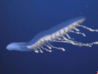 深海ファンタジー。オーストラリアの海にいる神秘の水中生物を高画質で