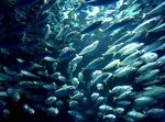 【サバの復讐か】４人が死亡した沈没事故、サバの群れが転覆へと導く