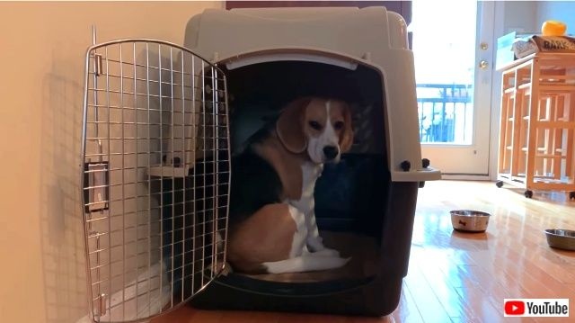 bluemondaybeagle6_640