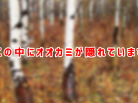 オオカミ愛があれば見つかるはず？この中にオオカミが隠れています。さあどこでしょうか？