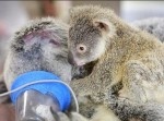 赤ちゃんコアラは、車にはねられたママから片時も離れないでいた…